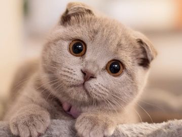 Scottish Fold cat with folded ears and big round eyes