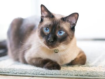 Siamese cat with blue eyes and pointed coat pattern
