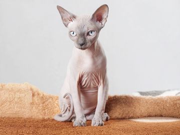 Hairless Sphynx cat with wrinkled skin and large ears