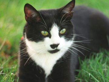 Tuxedo cat with black and white coat and bright expressive eyes