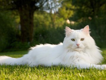 White cat with snowy fur and a clean, elegant appearance