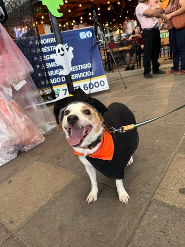 A happy dog dressed in a Halloween witch costume with an orange bandana.
