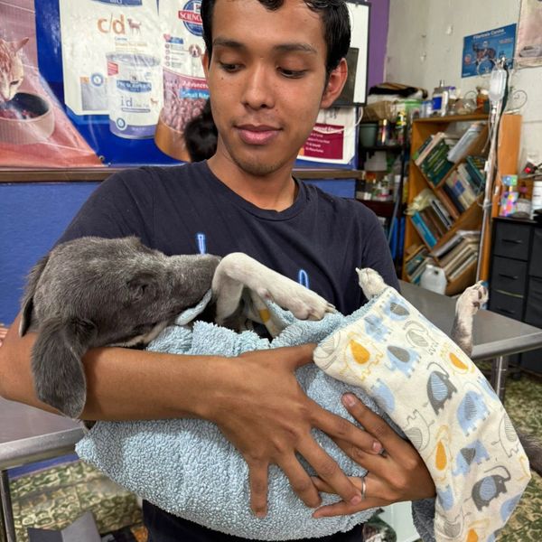 A young man gently holds a wrapped dog in his arms.