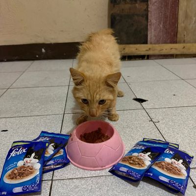 A ginger cat eating from a pink bowl surrounded by Felix cat food packets.