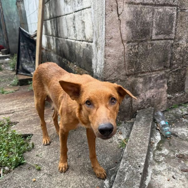 A thin brown dog standing on a concrete path next to a wall.