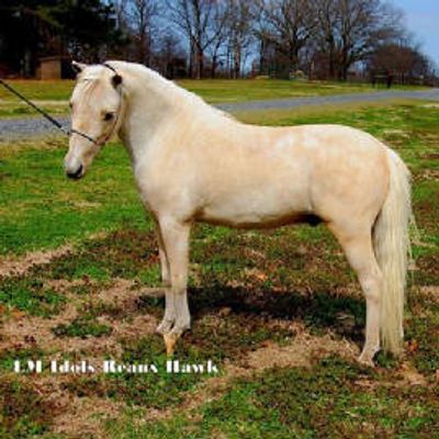 A light-colored horse standing on grass with trees in the background.