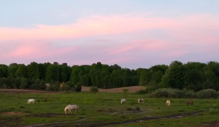 Horses grazing peacefully in a green field under a soft pink sunset sky.
