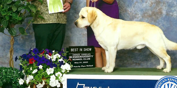 GCH CH Three Oaks Grin And Bear  It, JH, RM, FDC, CGC