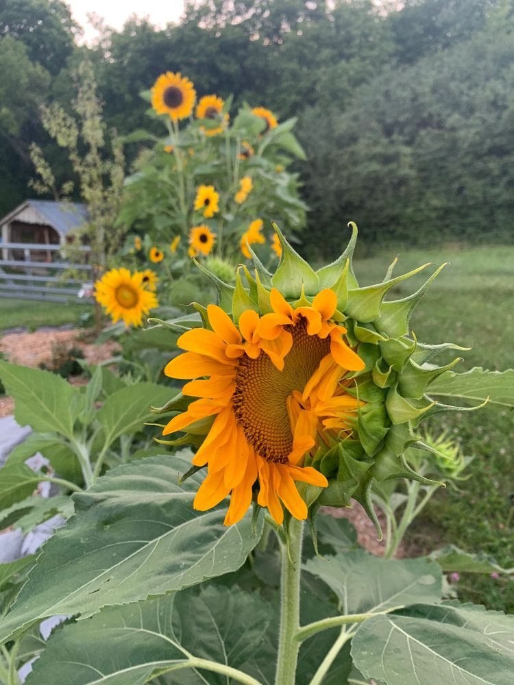 Iron Butterfly Flower Farm