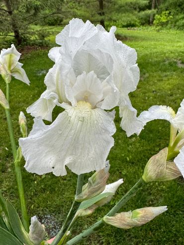 Bearded iris