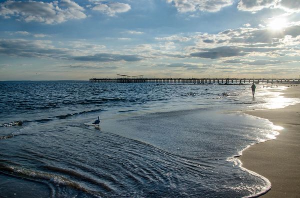 Seagull on a sandy beach with a pier in distance