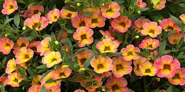 Pacific Crest Nursery, LLC - Garden Plants, Plant Nursery, Wholesale