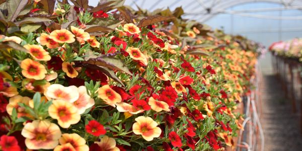 Pacific Crest Nursery, LLC - Garden Plants, Plant Nursery, Wholesale