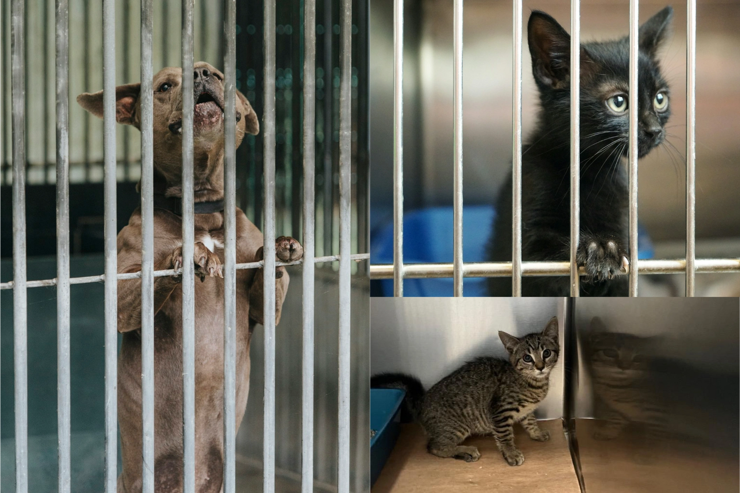 Three dogs behind metal bars in a shelter.