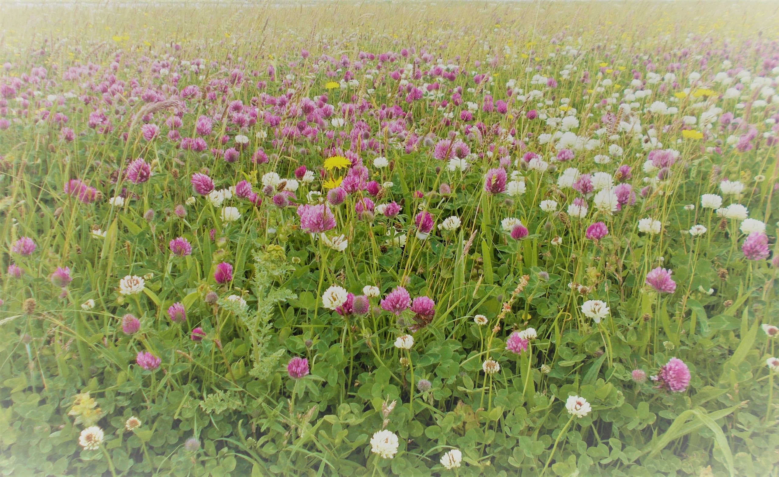 Sue MCrea Hillside Herbs Medical Herbalist Herbalist, Herbal