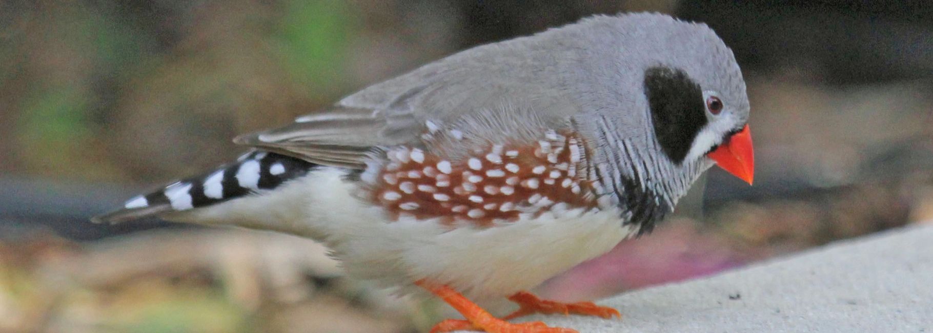 Florida Bird Breeders Finches, Parrots for Sale Florida Bird Breeders