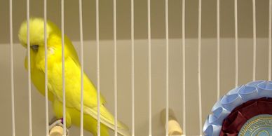 budgies for sale