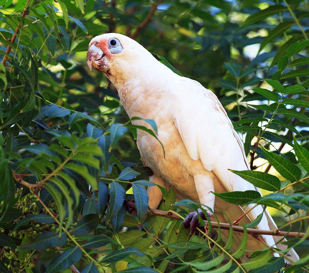bare eyed cockatoo