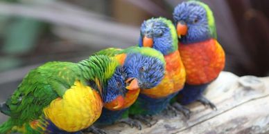 lorikeet for sale