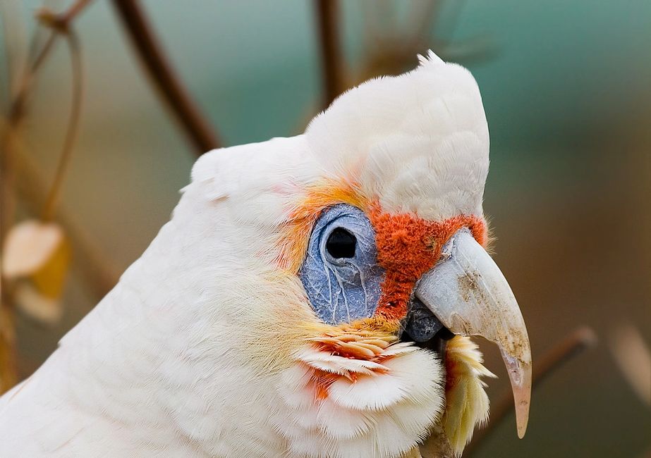 Florida Bird Breeders Cockatoos, Galah, Goffin Florida Bird Breeders