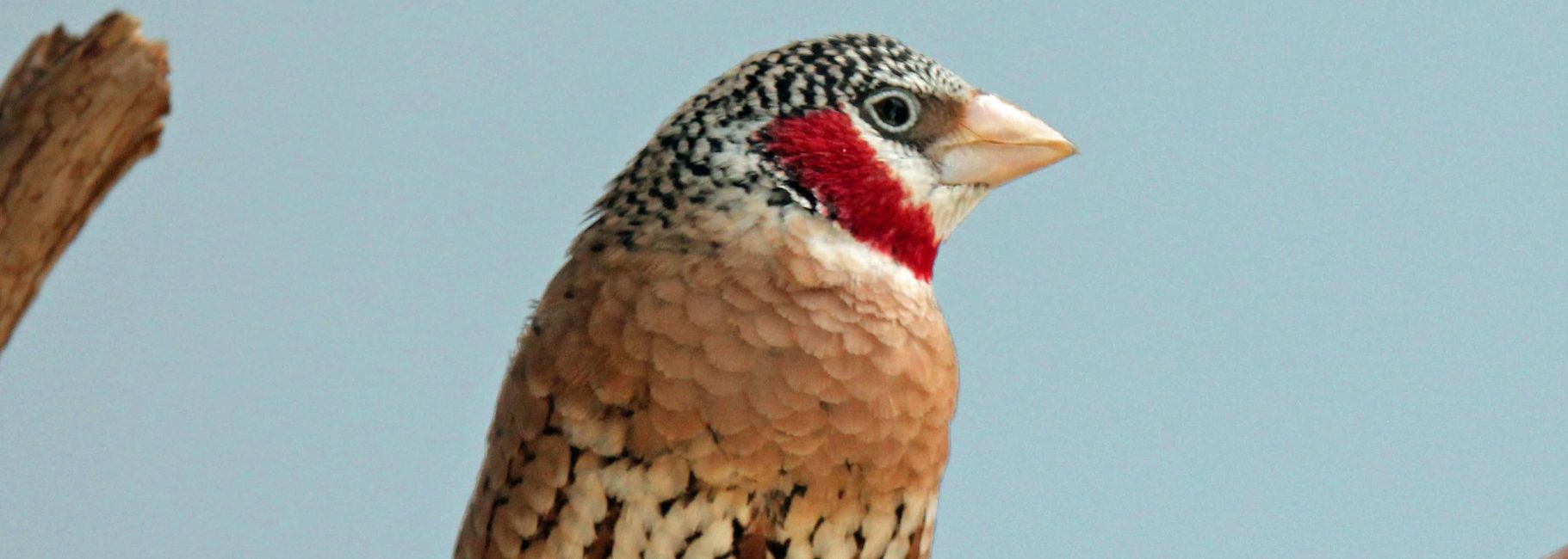 Florida Bird Breeders Finches, Parrots for Sale Florida Bird Breeders