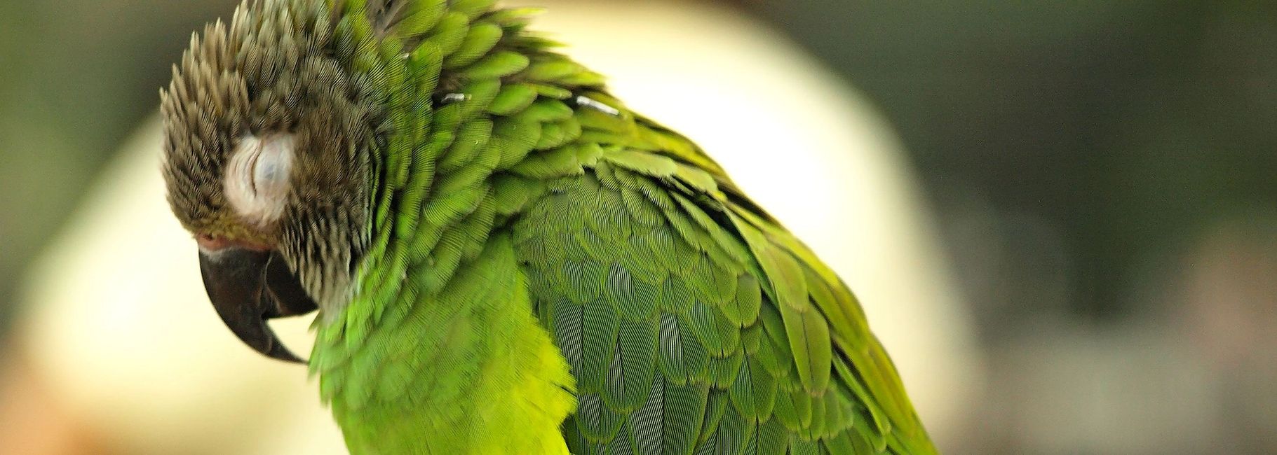 Florida Bird Breeders Conures, Green Cheek Conures, Sun Conures