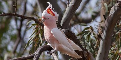 Special Purple Color Bird Carrier for a Goffin Cockatoo named Baby Bella -  Celltei