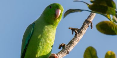 green rumped parrotlet for sale