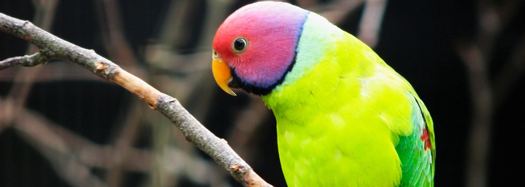Asiatic Parrots Florida Bird Breeders
