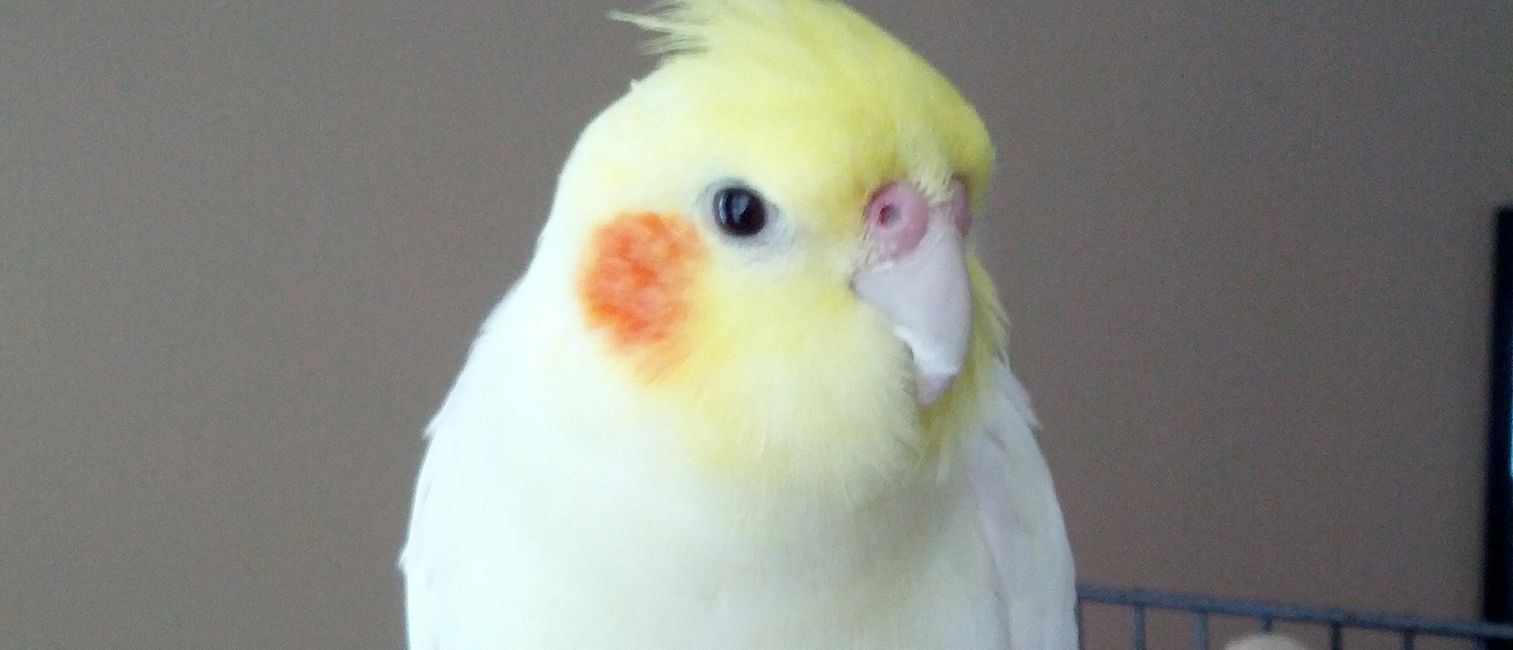 Florida Bird Breeders Cockatiels, Cockatiels for Sale Florida Bird