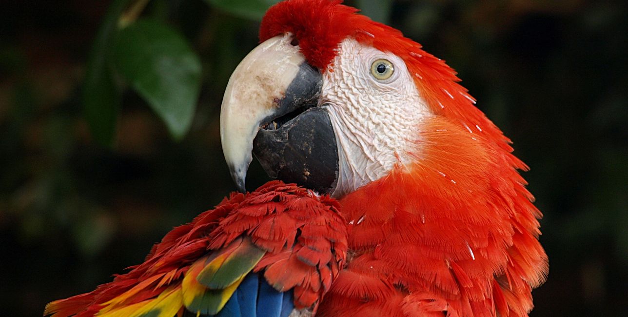 Florida Bird Breeders Macaws, Hyacinth Macaws, Parrots for Sale