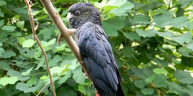 red tailed black cockatoo for sale