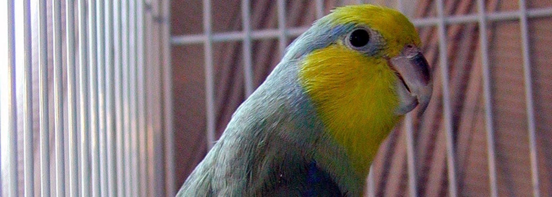 Parrotlets Florida Bird Breeders