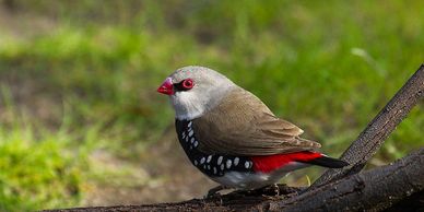 diamond firetail finch for sale 