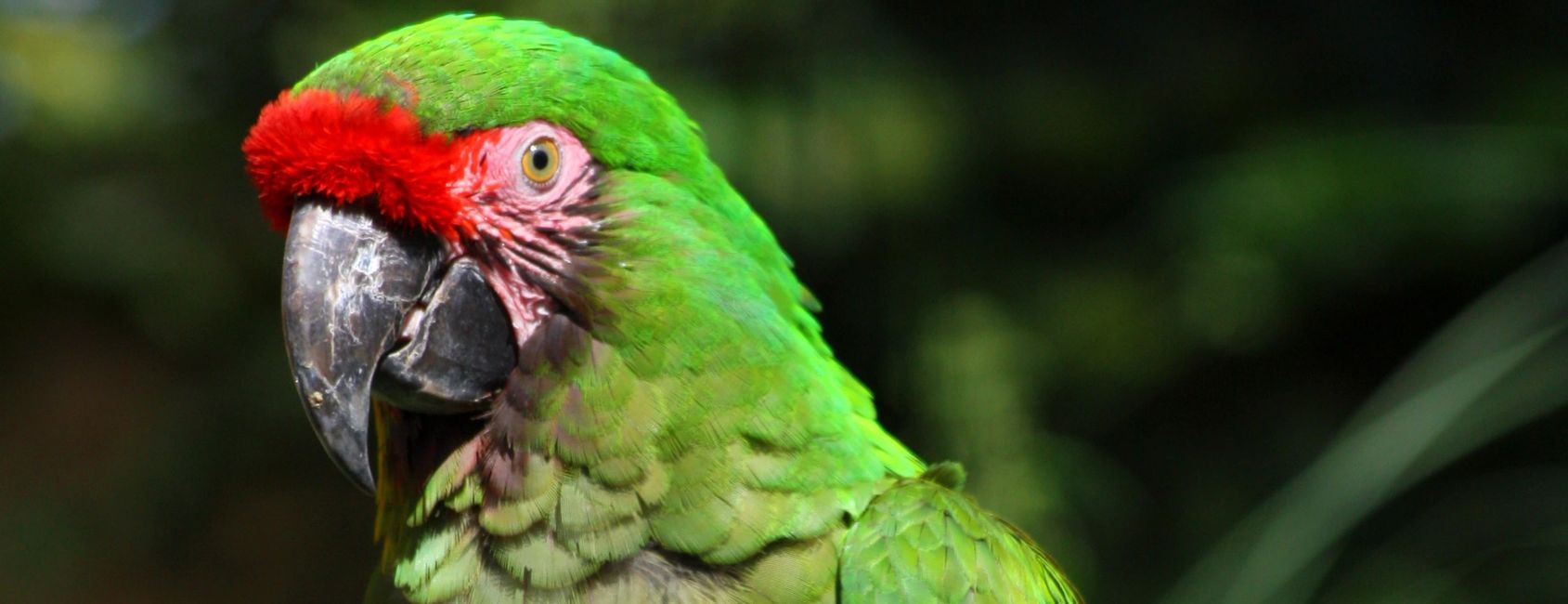 Florida Bird Breeders Macaws, Hyacinth Macaws, Parrots for Sale