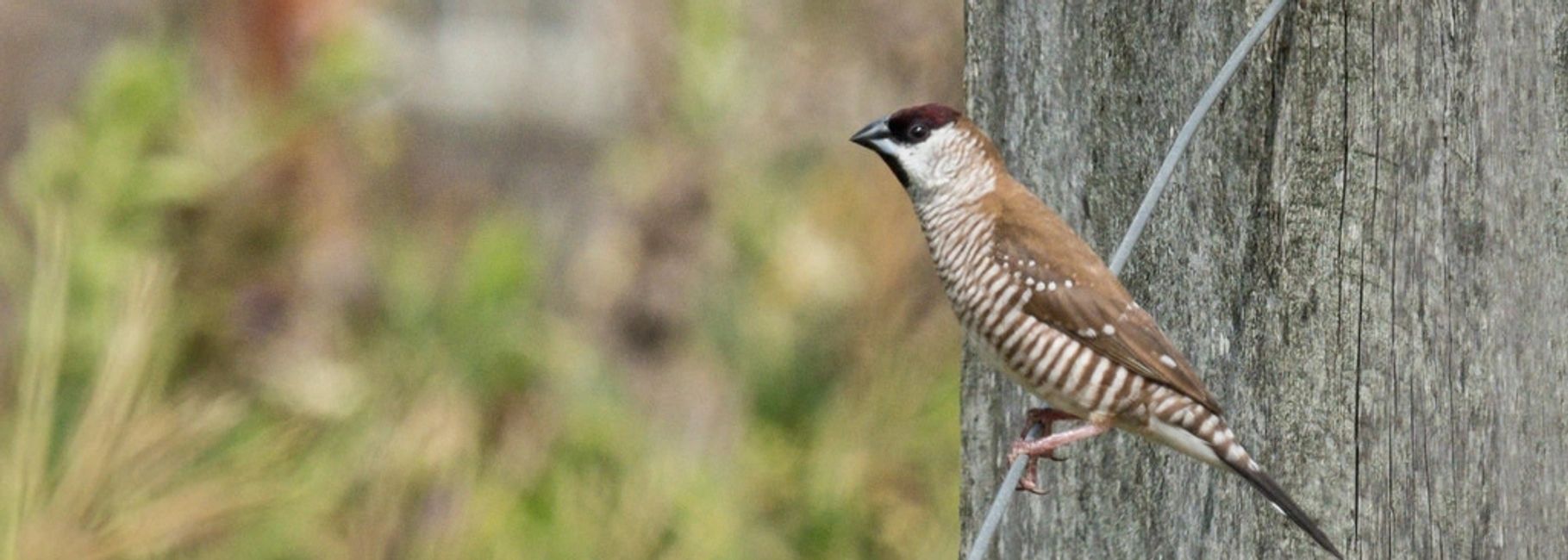 Florida Bird Breeders Finches, Parrots for Sale Florida Bird Breeders