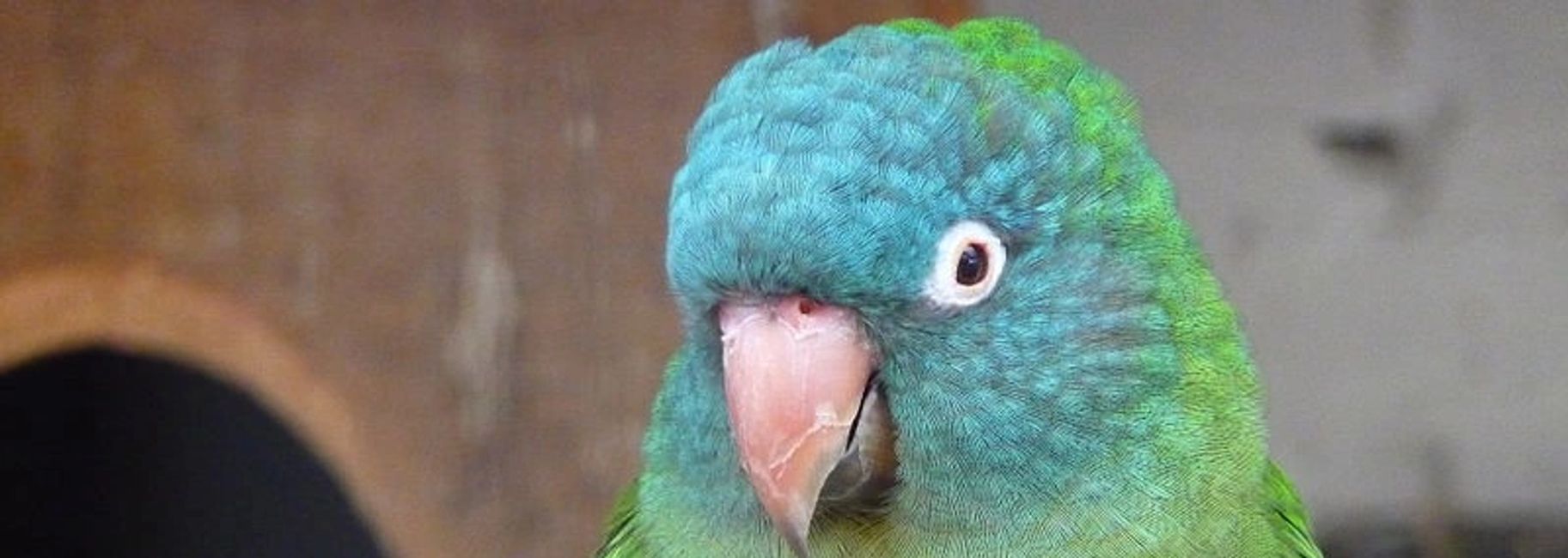 Florida Bird Breeders Conures, Green Cheek Conures, Sun Conures