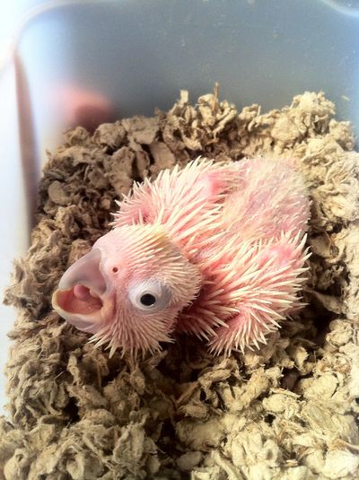 Special Purple Color Bird Carrier for a Goffin Cockatoo named Baby Bella -  Celltei