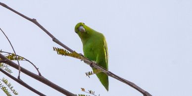 mexican parrotlets for sale