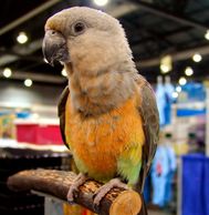 red bellied parrot for sale