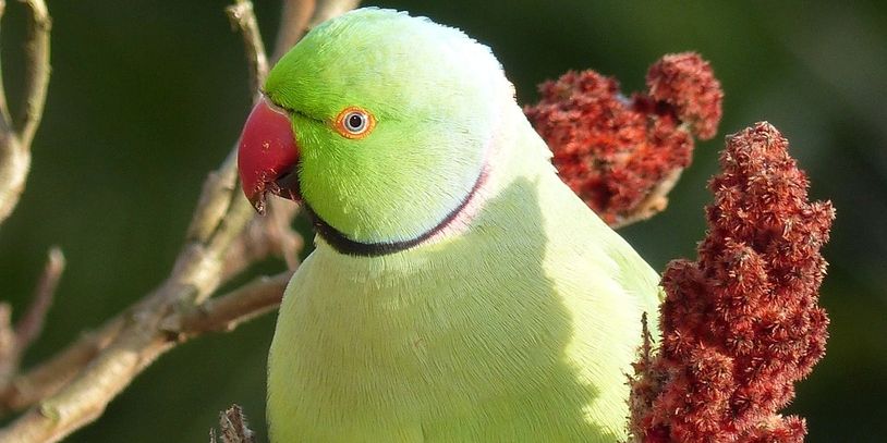 ringneck parrots for sale