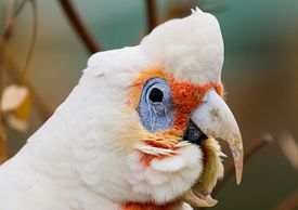 slender billed cockatoo for sale