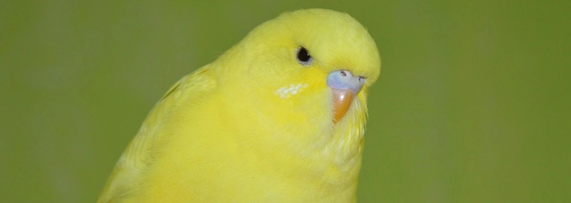 Florida Bird Breeders Quaker Parrots, Monk Parakeets Florida Bird