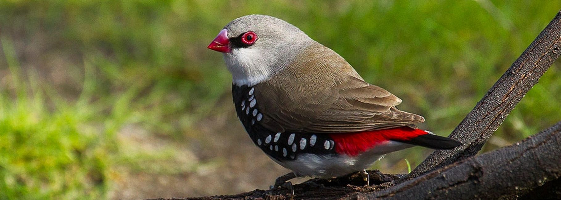 Florida Bird Breeders Finches, Parrots for Sale Florida Bird Breeders