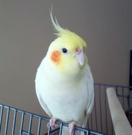 lutino cockatiels for sale