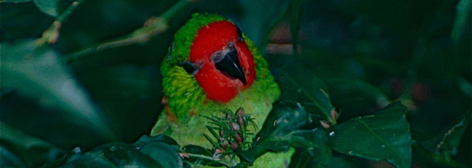 Florida Bird Breeders Lorikeets, Rainbow Lorikeets Florida Bird