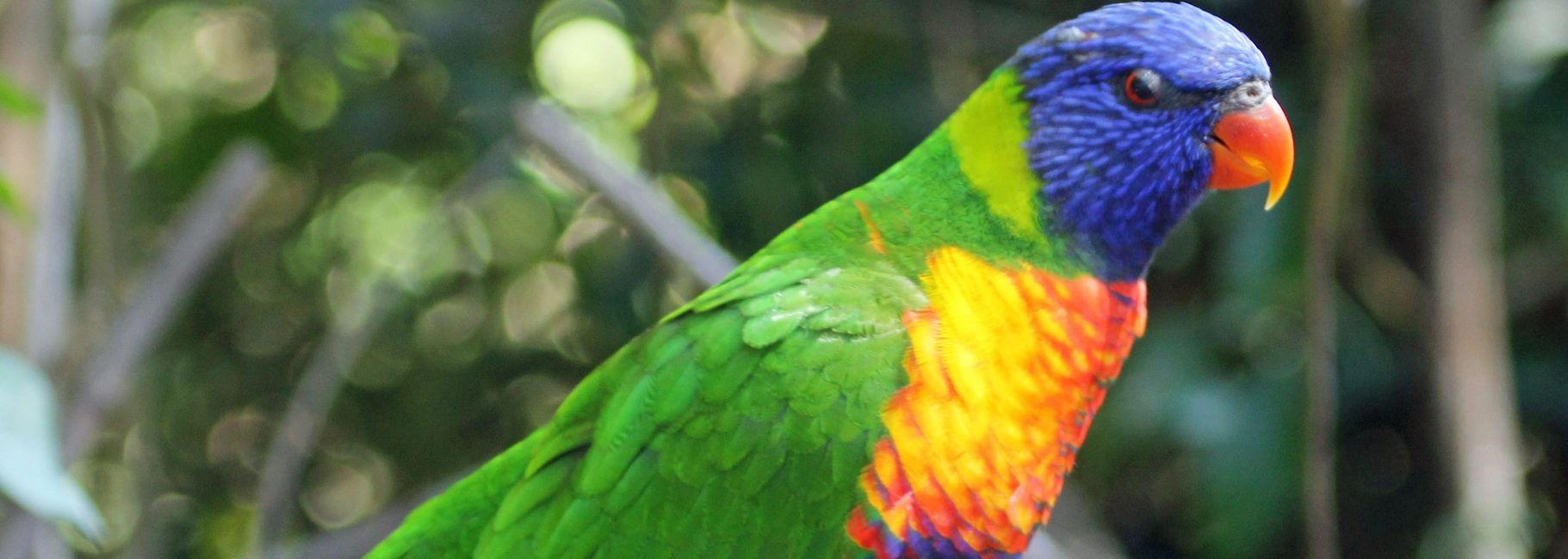 Florida Bird Breeders Lorikeets, Rainbow Lorikeets Florida Bird