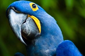 hyacinth macaws for sale