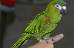 hahns macaws for sale