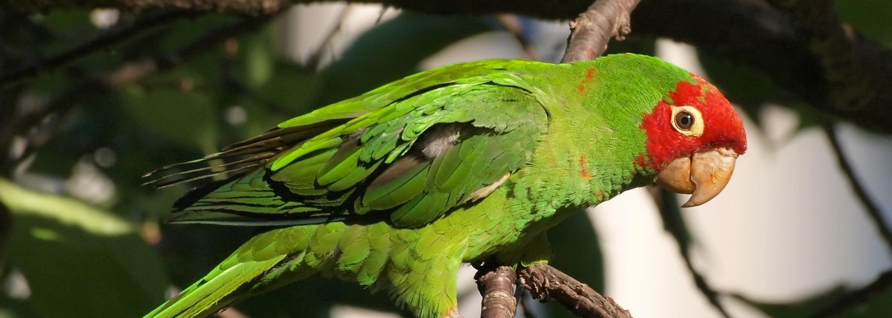 Florida Bird Breeders Conures, Green Cheek Conures, Sun Conures Florida Bird Breeders